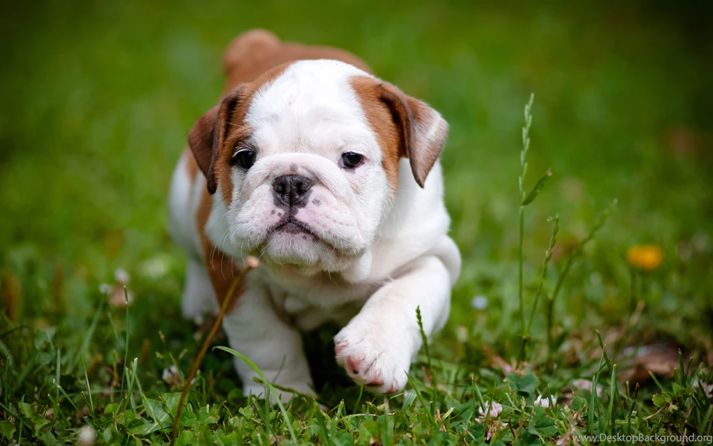 Dog Wallpapers HD Backgrounds Fullwidehd.com