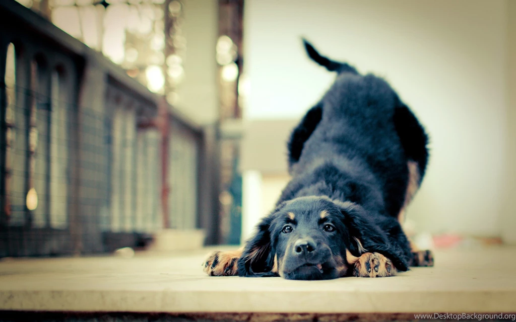 Happy Dog Backgrounds