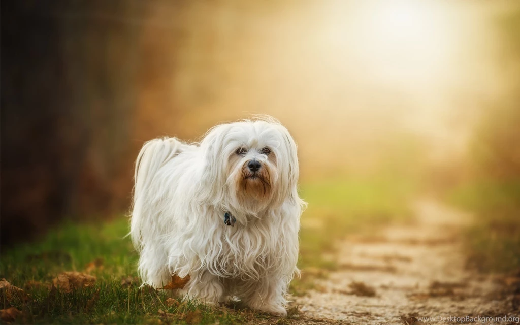 31+ Animal Backgrounds, Wallpapers, Images