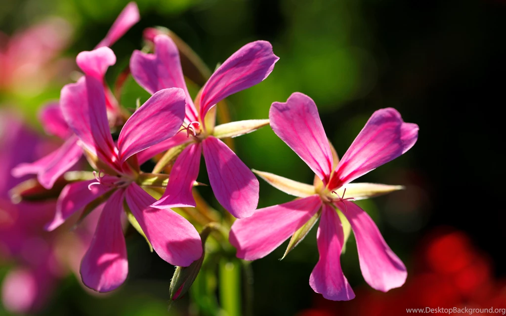 Download Geranium Wallpapers 10810 3840x2399 Px High Resolution ...