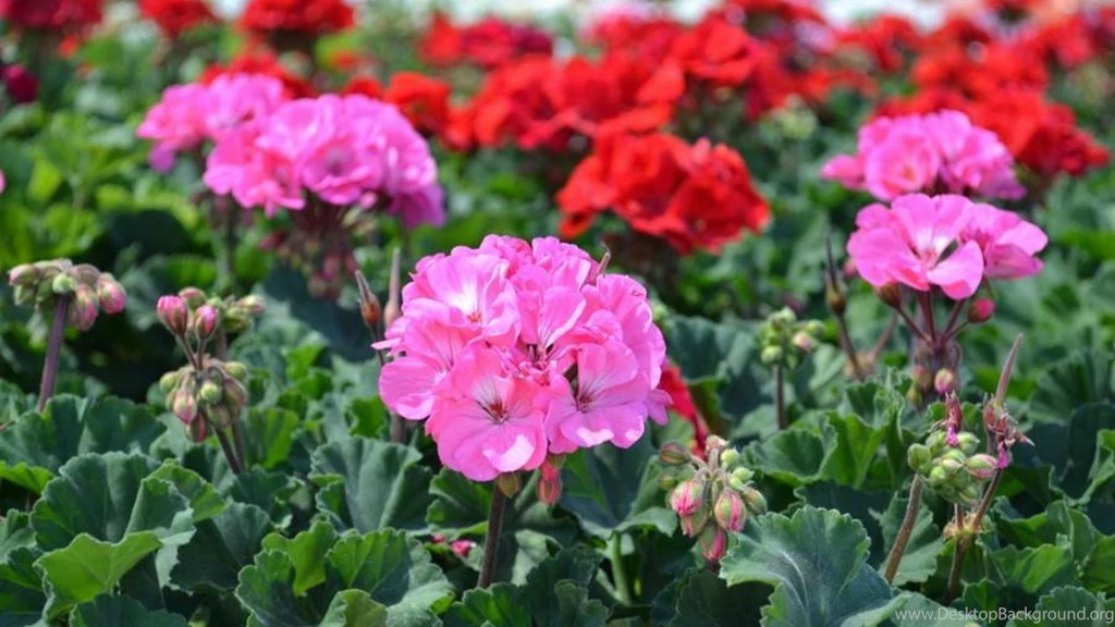 GERANIUMS WALLPAPER (