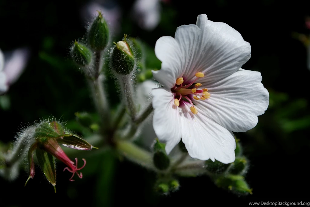 White Geranium Wallpapers 10797 3023x2022 Px ~ WallpaperFort.com