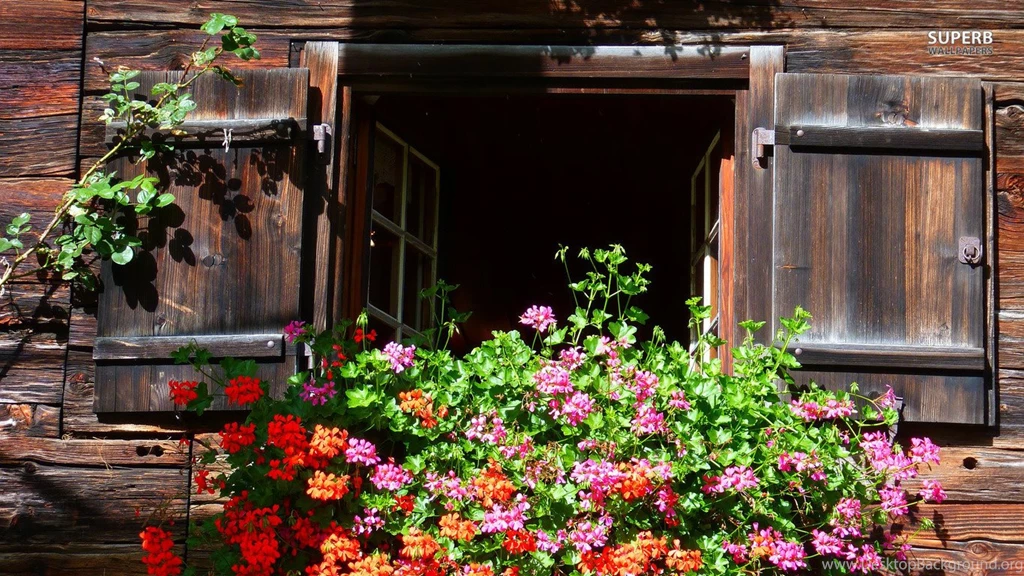 Download Geranium Wallpapers 10806 1366x768 Px High Resolution ...