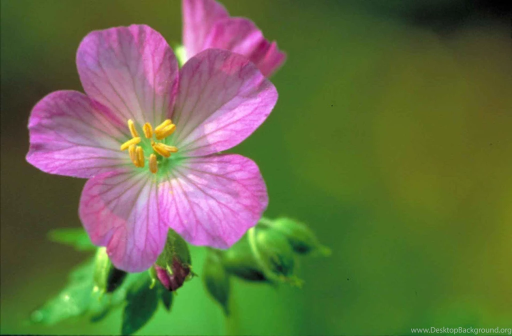 Geranium Flower Wallpapers