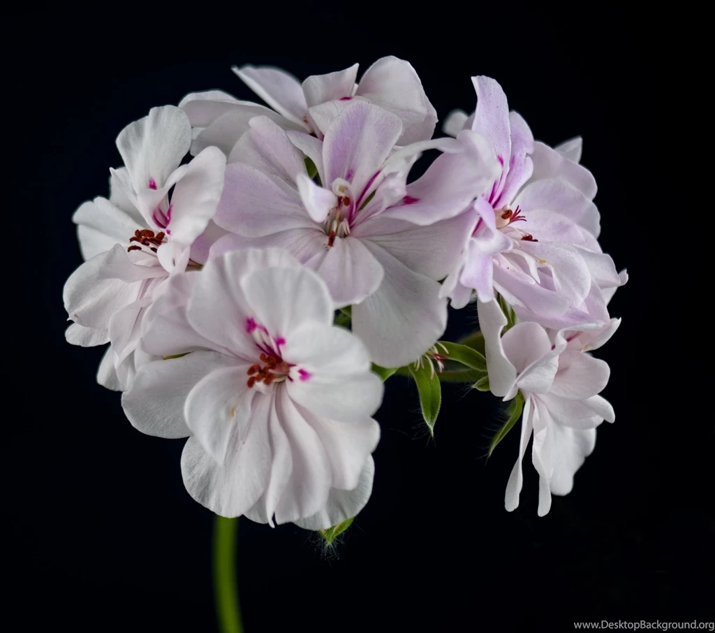 Ivy Geranium HD Wallpapers