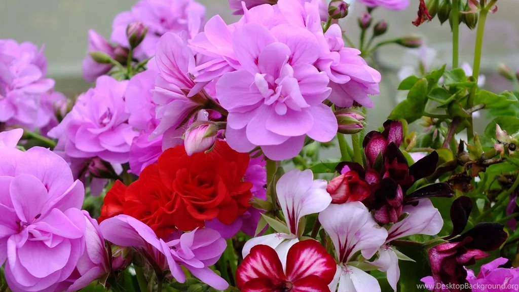 Top 800x1280 Wallpapers Geranium Red Wallpapers
