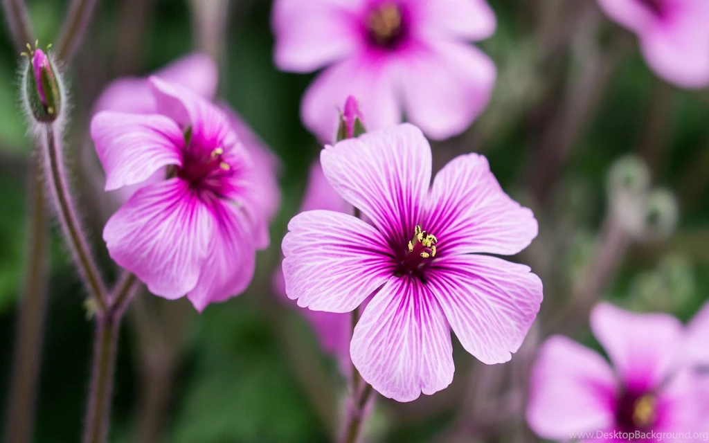 Geranium Flower Wallpapers HD Download For Desktop & Mobile