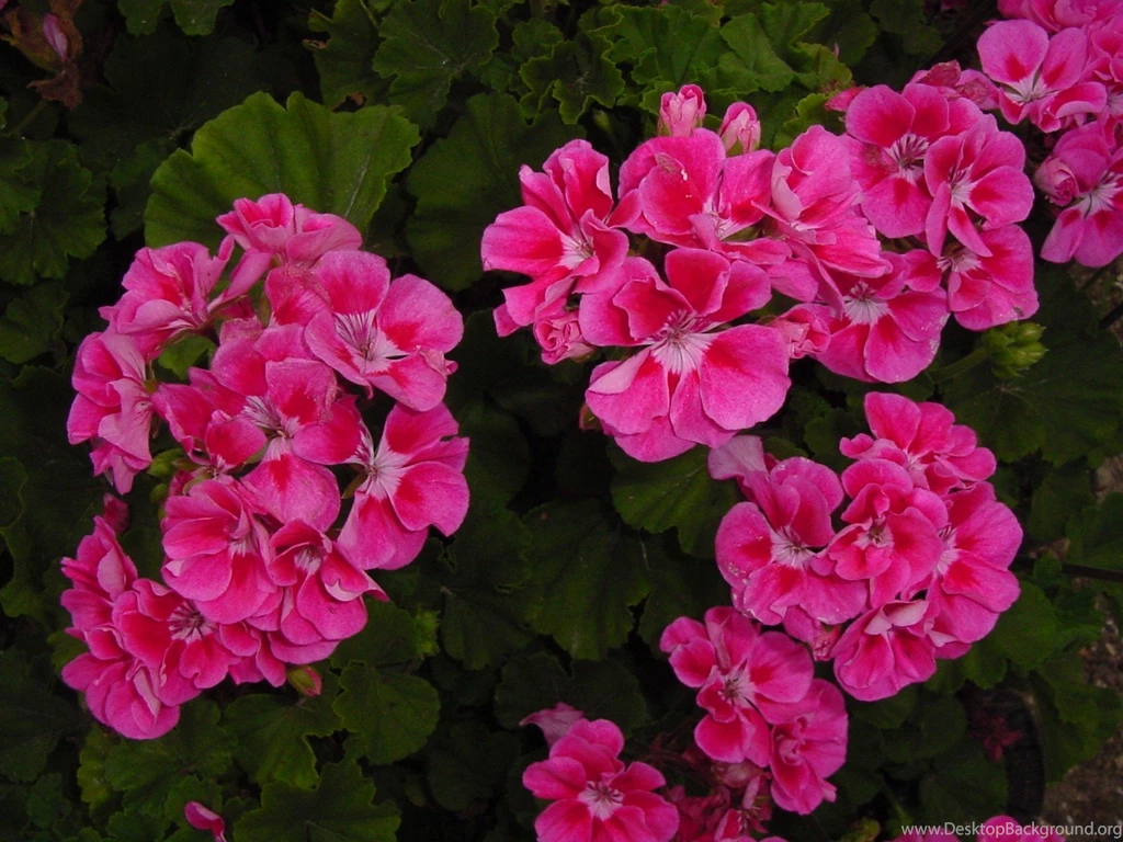 Geranium Wallpapers