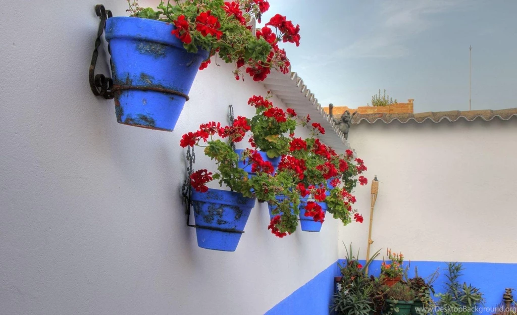 Geranium Flowers Pots Wall