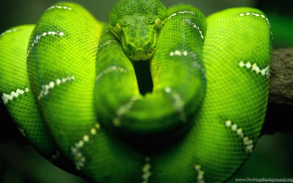 Download 1680x1050 Awesome Green Snake Wallpapers