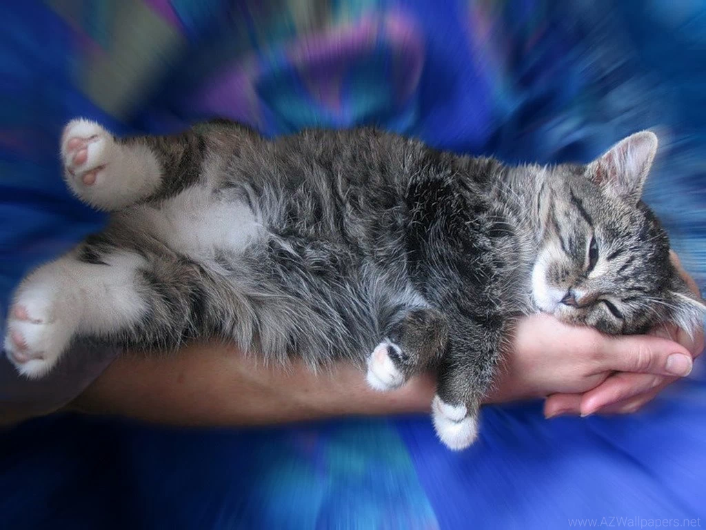 Best Big Screensaver: Free Cat Screensaver And Wallpapers