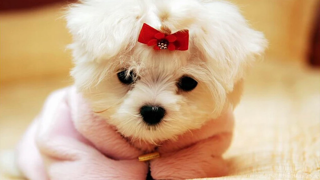 High Resolution Cute Puppy Baby Dog Wallpapers HD 9 Full Size ...