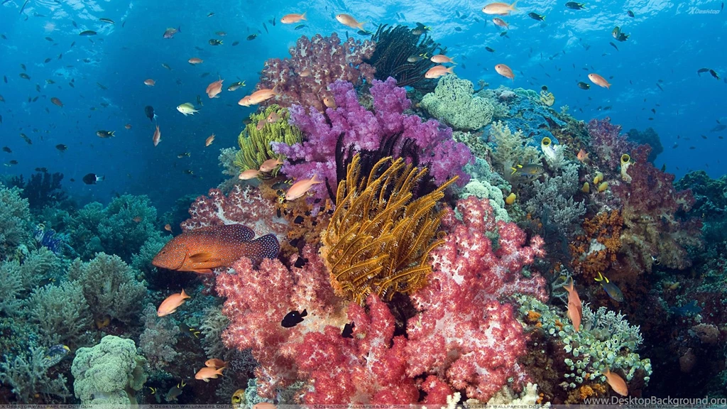 Tropical Fish Under Water Wallpapers