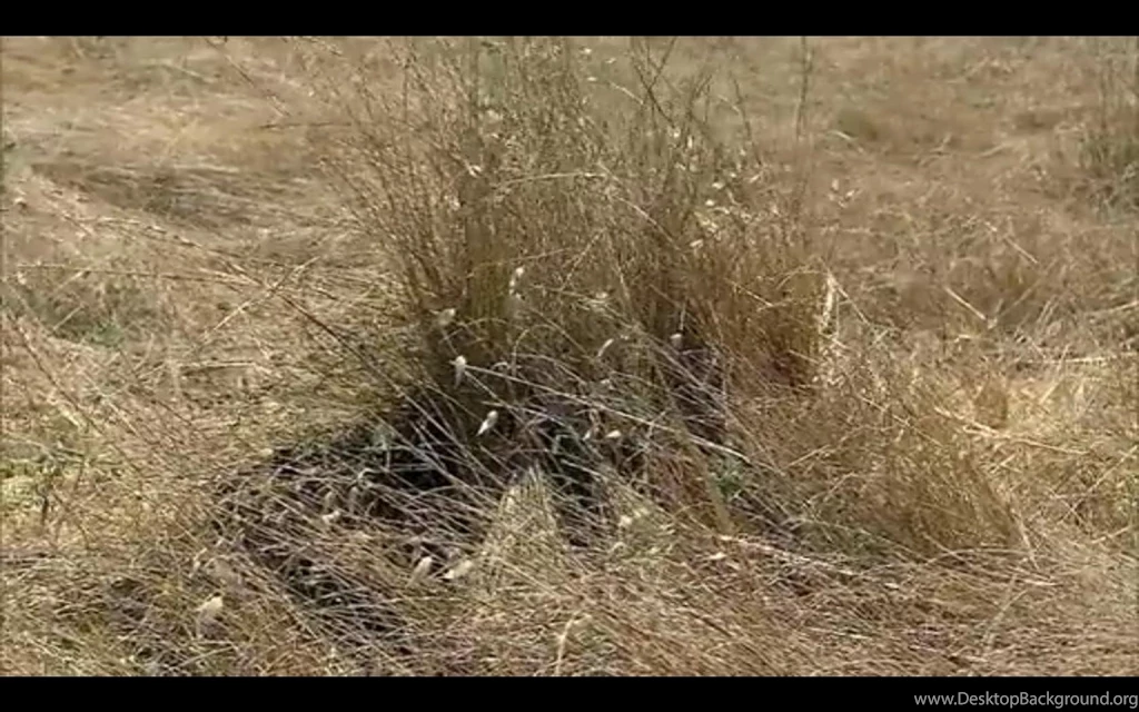 RePin Image: Usmc Sniper Logo Wallpapers On Pinterest