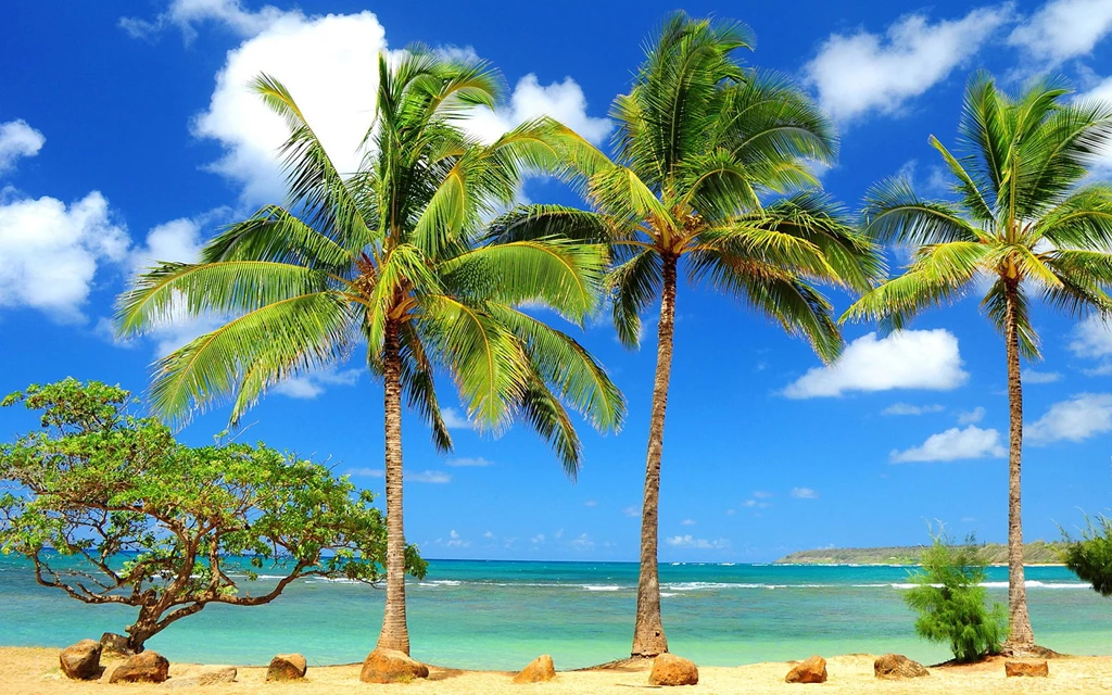 Palms Sunny Beach Wallpapers