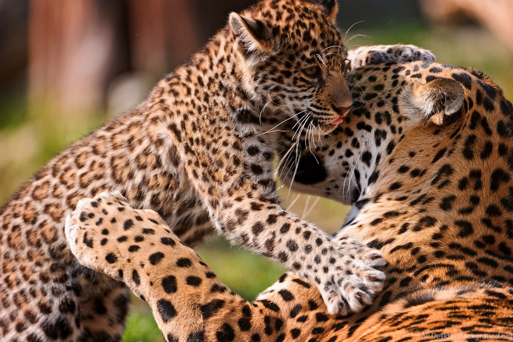 611 Leopard HD Wallpapers