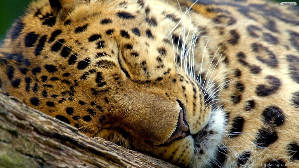 Leopard Wallpapers For Android