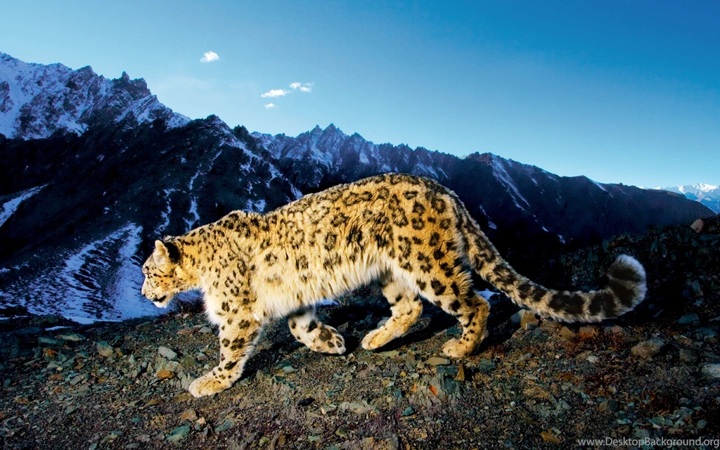 Leopard Hd Wallpapers