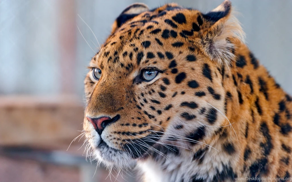 Leopard Wallpapers Fullscreen