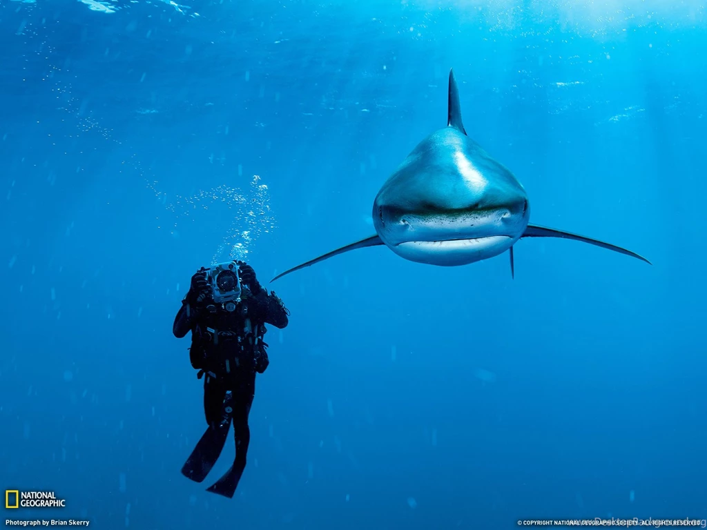 Oceanic Whitetip Shark, Bahamas