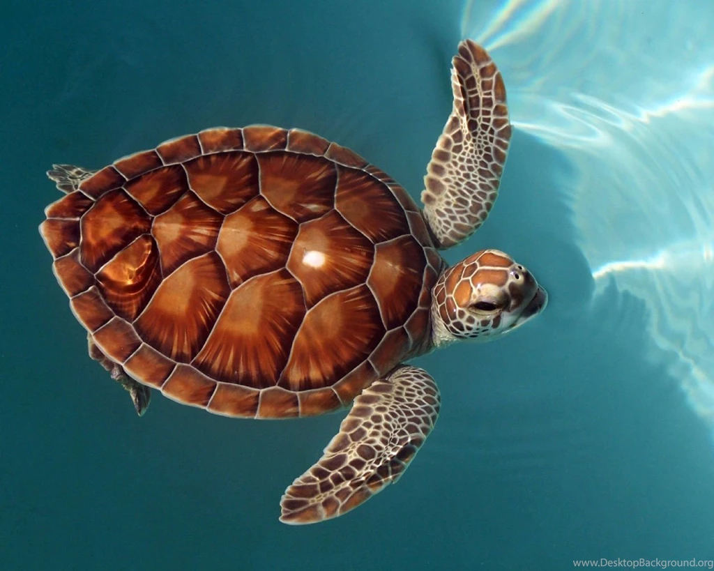 Desktop Wallpapers · Gallery · 3D Art · Terrapin   Oceanic Turtles ...