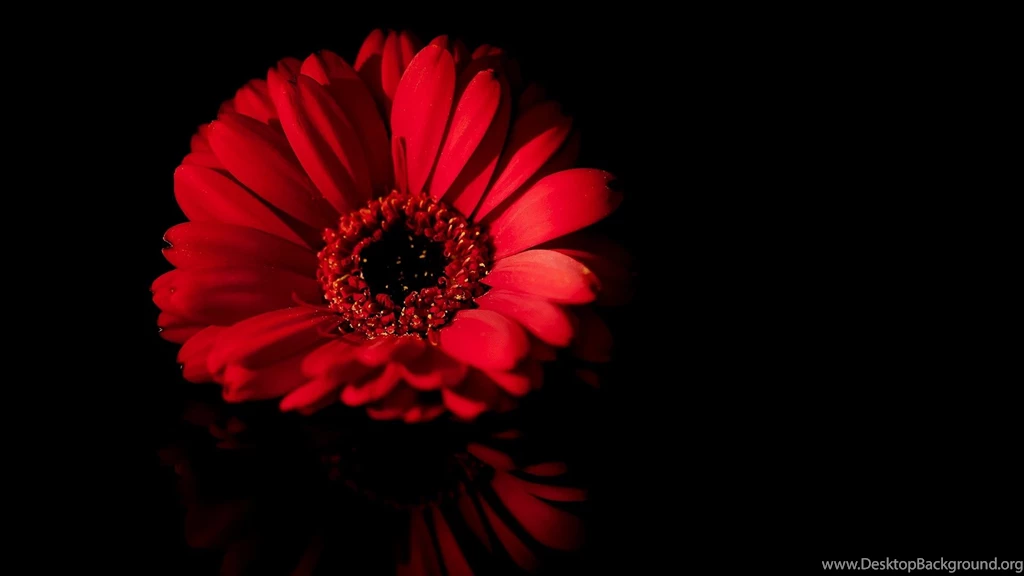 Black Wallpapers With Flowers « HD Wallpapers