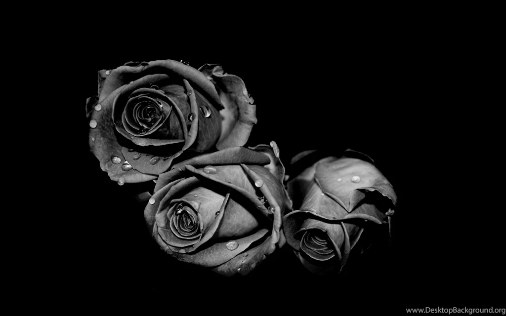 Lovely Black Rose Wallpapers For Dekstop – Daily Backgrounds In HD