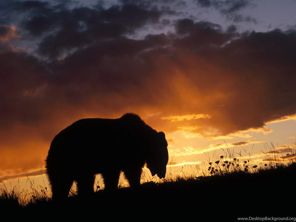 869078 Pictures Of Grizzly Bears Wallpapers