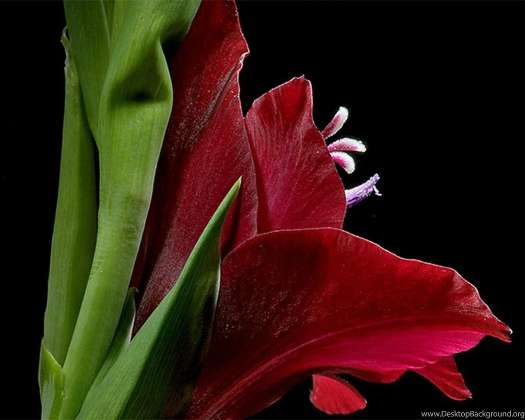 Flowers Black Backgrounds : Desktop And Mobile Wallpapers : Wallippo