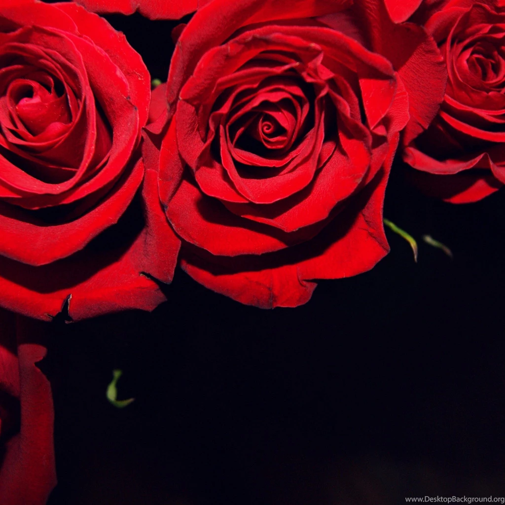 Page 2: New iPad Air, 4, 3, iPad Mini Retina Flowers Wallpapers ...