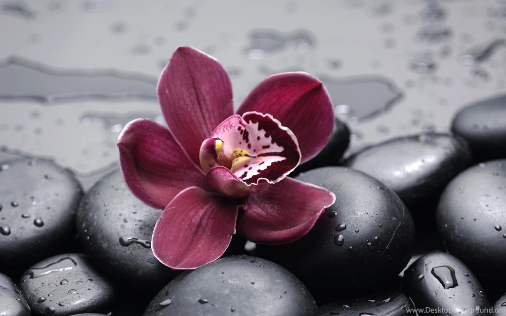 Beautiful Burgundy Orchid HD Desktop Wallpapers