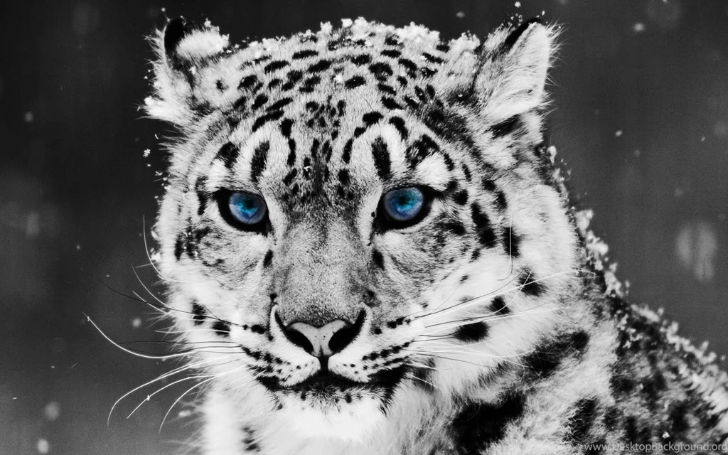 Snow Leopard Wallpapers HD