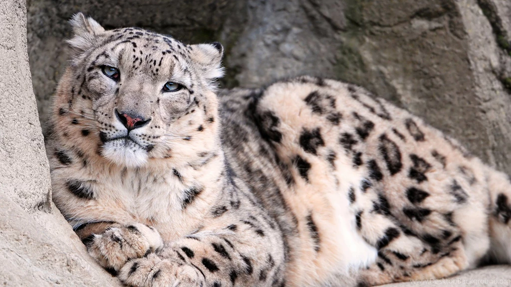 1920x1080 Snow Leopard Zoo Wallpapers