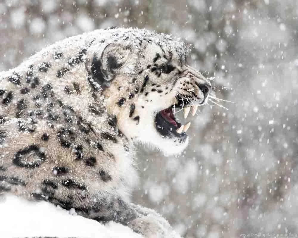 Snow Leopard Wallpapers   Android Apps On Google Play