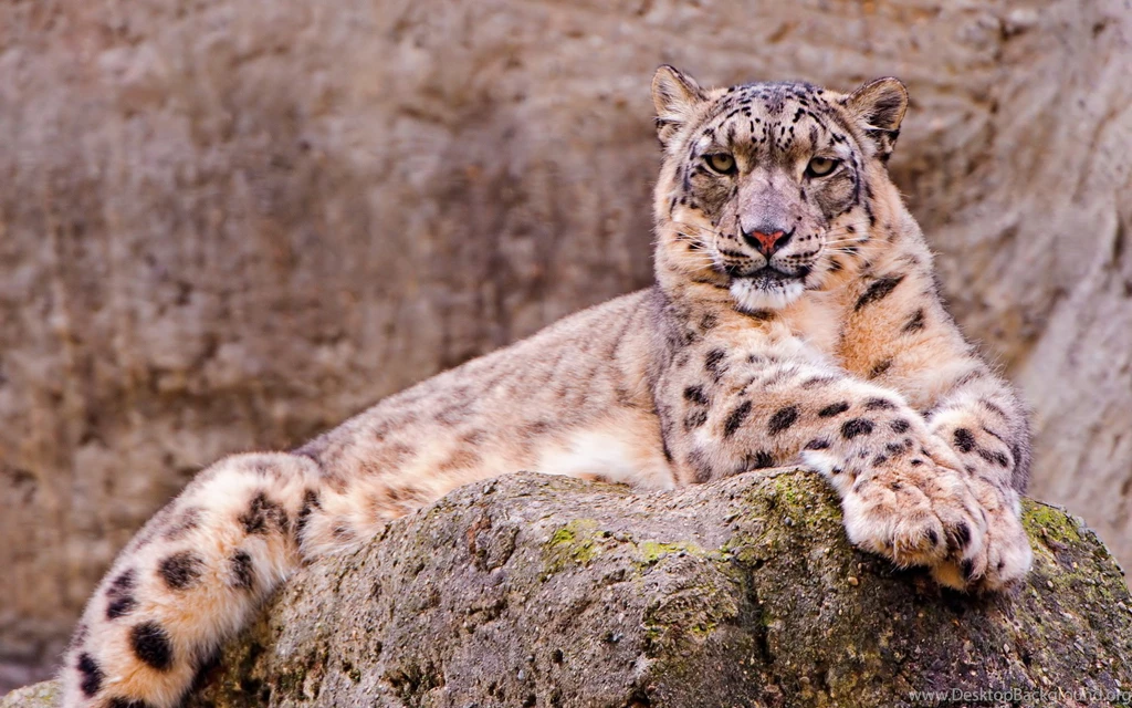 269 Snow Leopard HD Wallpapers