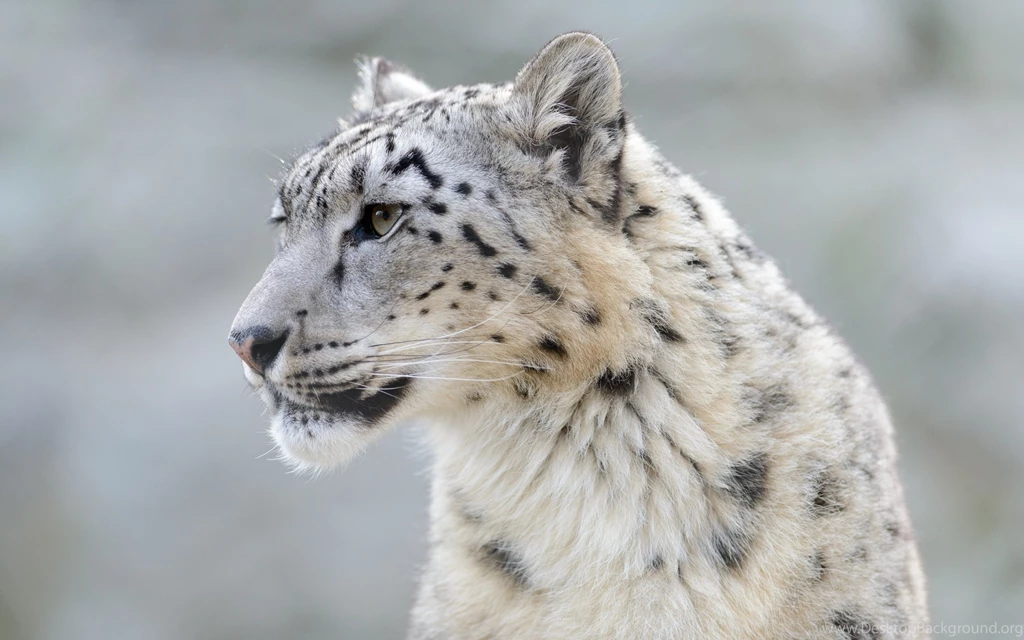 Leopard Wallpapers