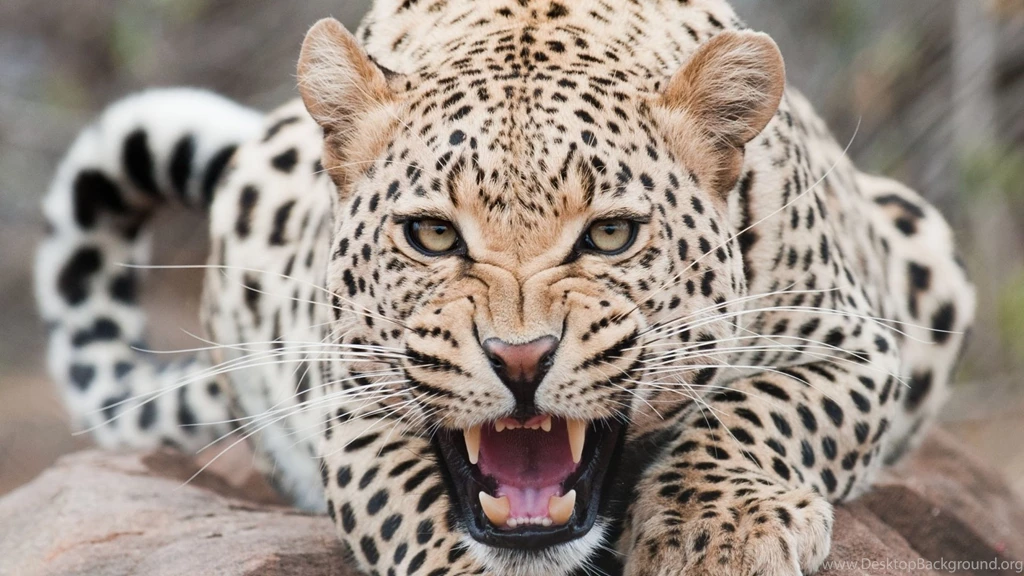 Ferocious Snow Leopard Wallpapers