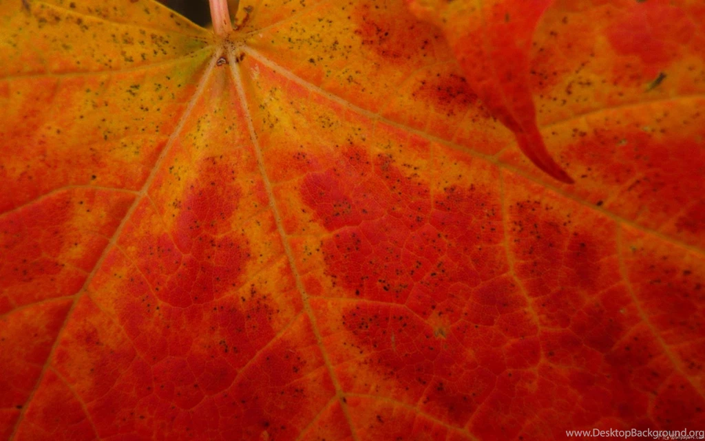MLeWallpapers.com Red Maple Leaf