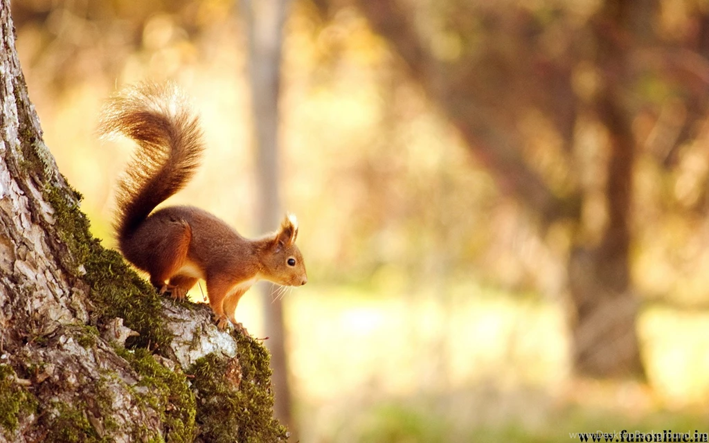 Cute Squirrels Wallpapers