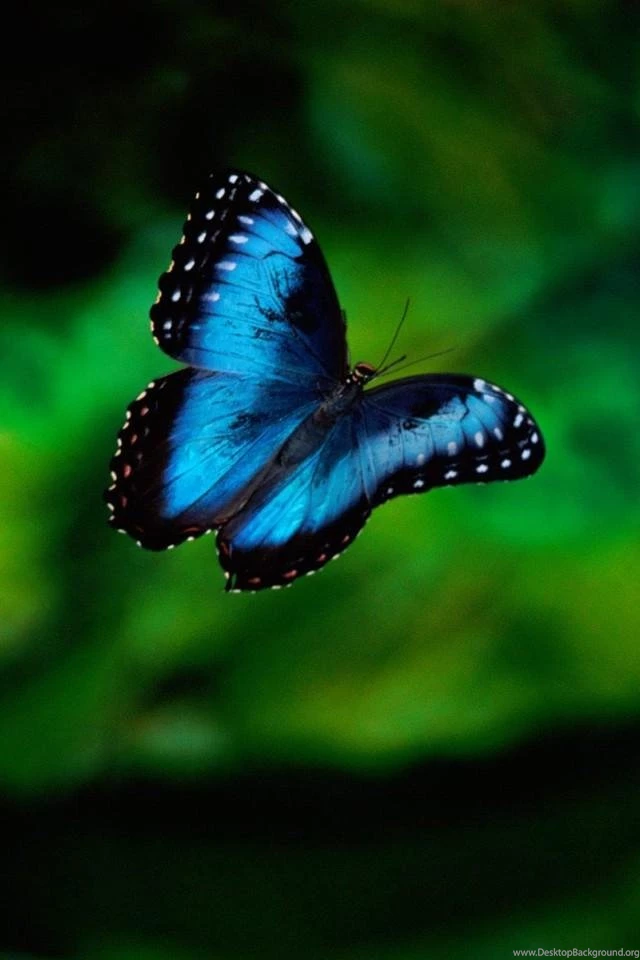 Iphone Blue Wallpapers Animal Backgrounds 719