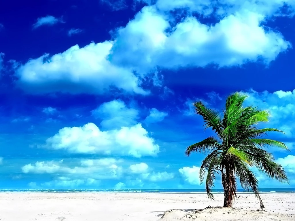 Palm Tree Beach Wallpapers