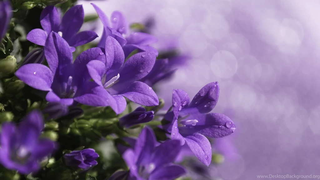 Download Wallpapers 2560x1440 Close up, Purple, Flower, Green Mac ...
