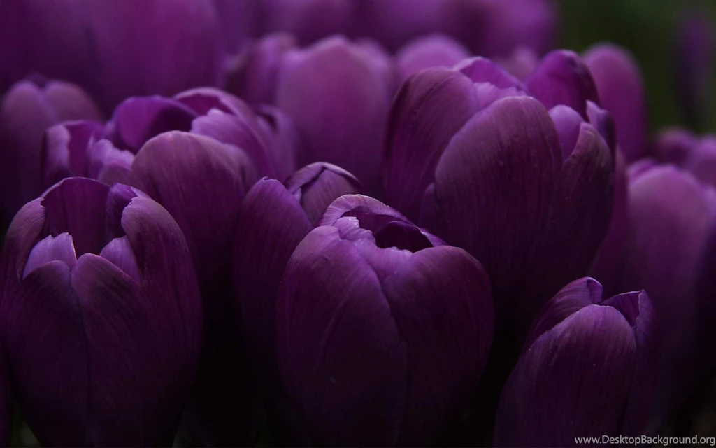 Dark Purple Flowers White Backgrounds