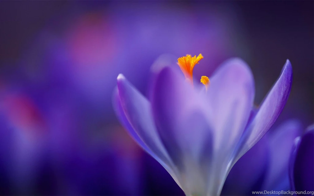 Purple Flower Backgrounds Wallpapers HD With Blue Backgrounds
