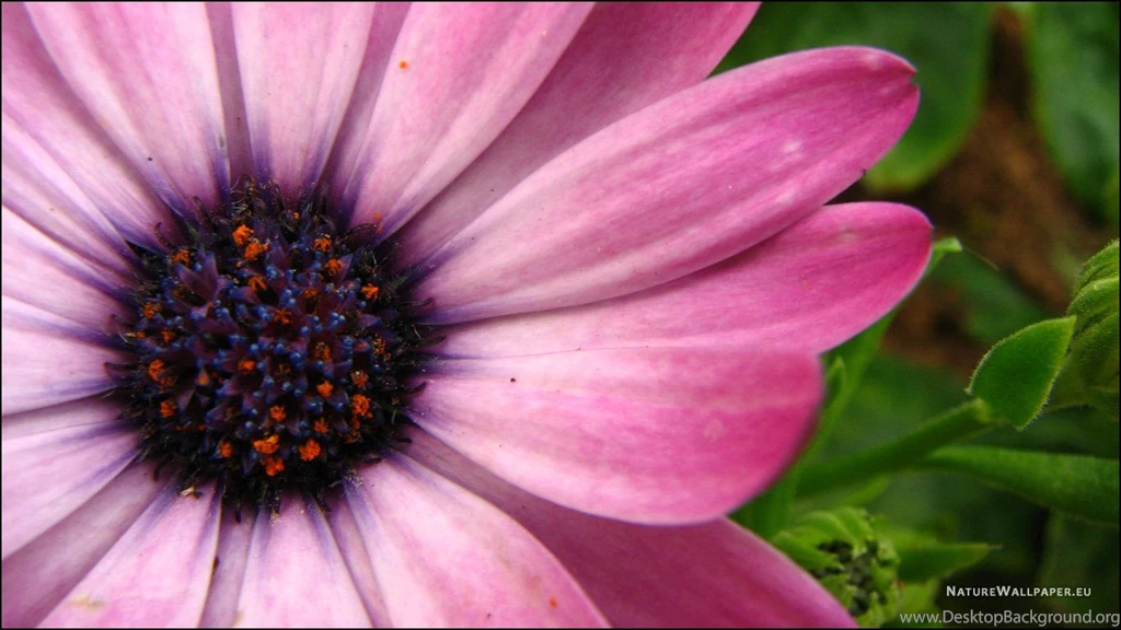 20+ Purple Flower Backgrounds