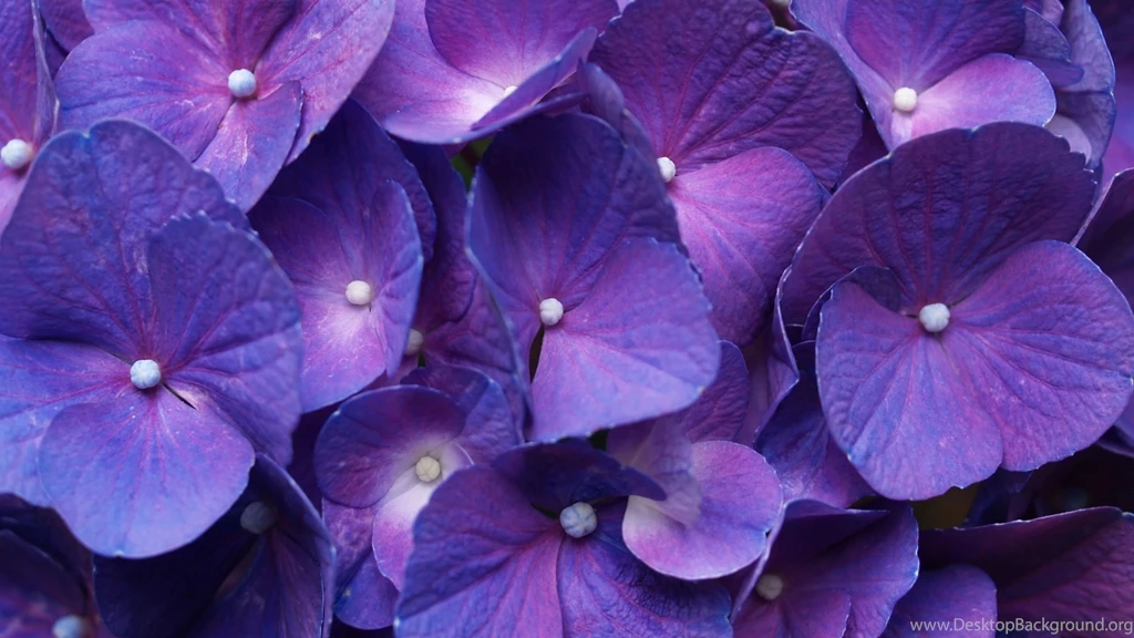 Purple Flowers Backgrounds HD Wallpapers