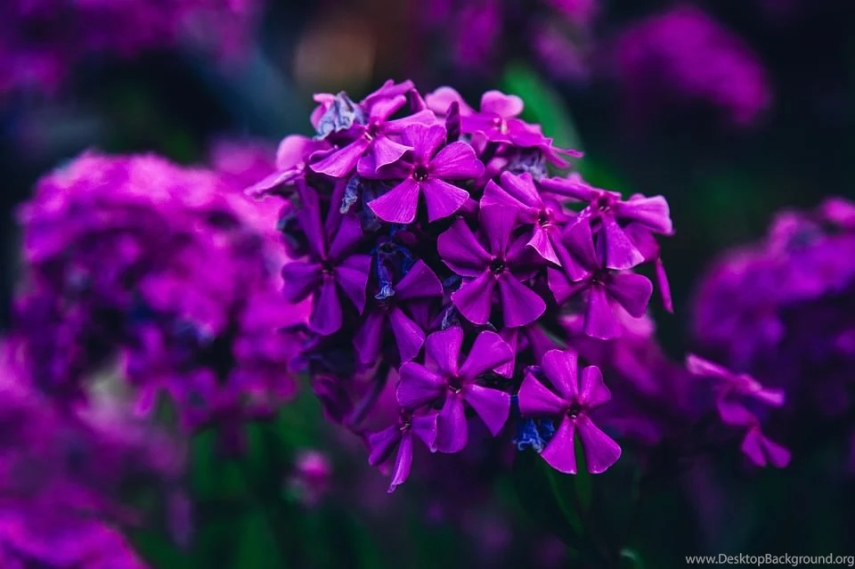 210+ Amazing Purple Backgrounds