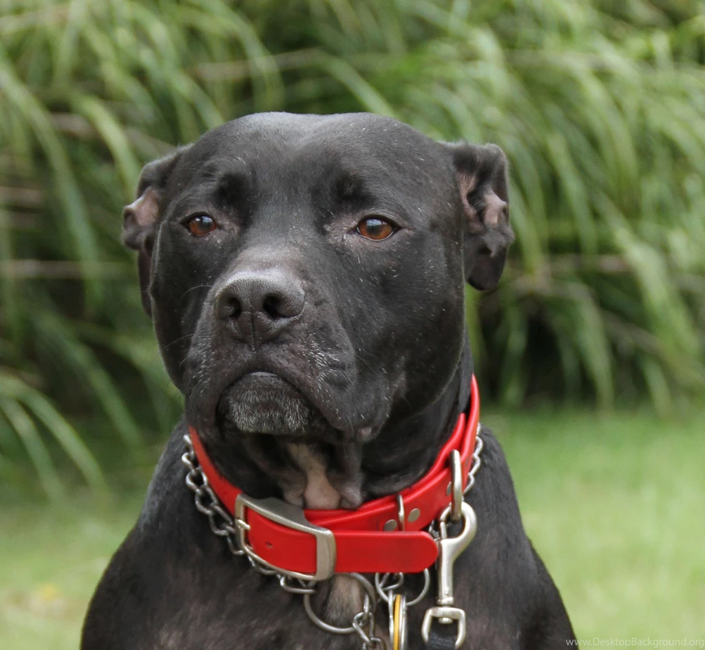 Pitbull, Dog, Awesome, New, Desktop, Wallpapers, In, Widescreen ...