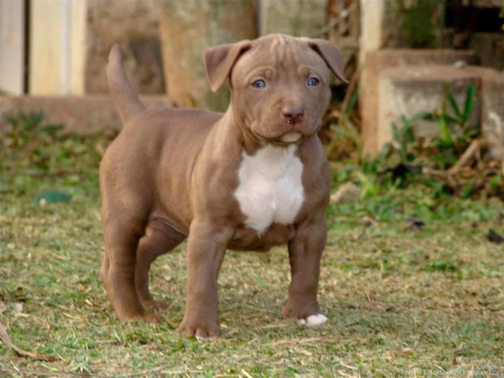 Pitbull Backgrounds Wallpapers Cave