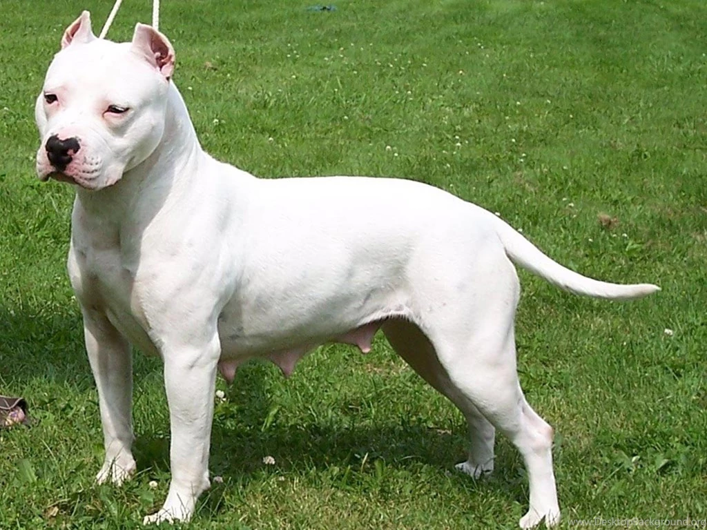 American, Pitbull, Terrier, Dog, High, Resolution, Hd, New ...